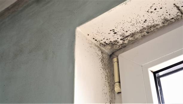 Best Mold Documentation for Insurance Claims  in Pleasant Valley, WV