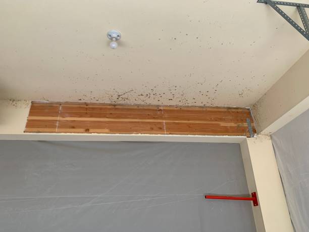 Professional Mold Removal in Pleasant Valley, WV