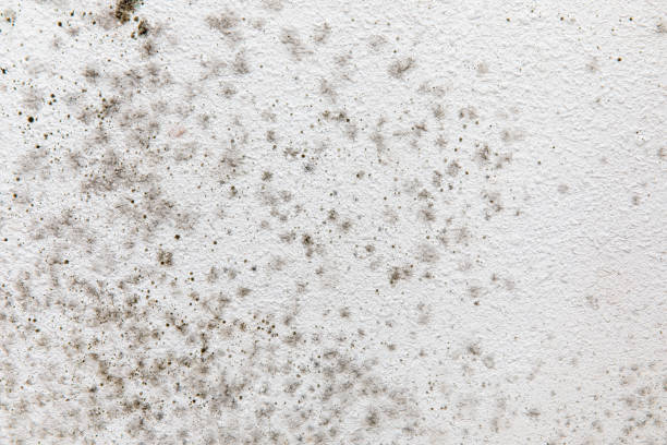 Best Residential Mold Inspection & Testing  in Pleasant Valley, WV