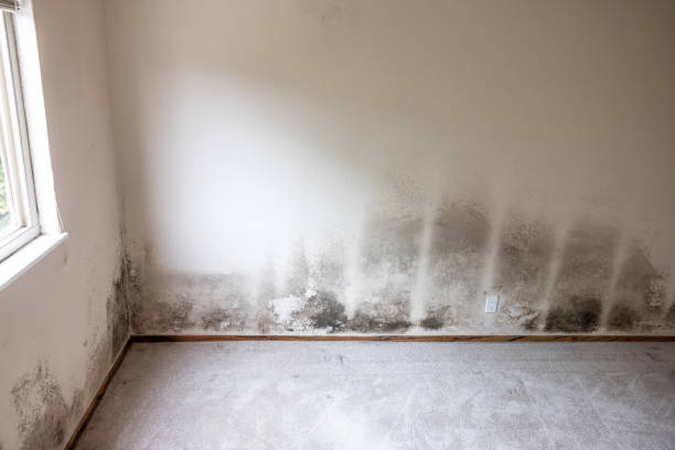 Environmental Consulting for Mold Prevention in Pleasant Valley, WV