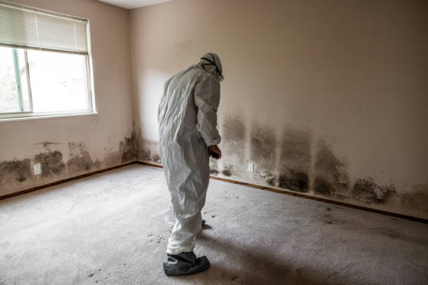 Best Mold Odor Removal Services  in Pleasant Valley, WV