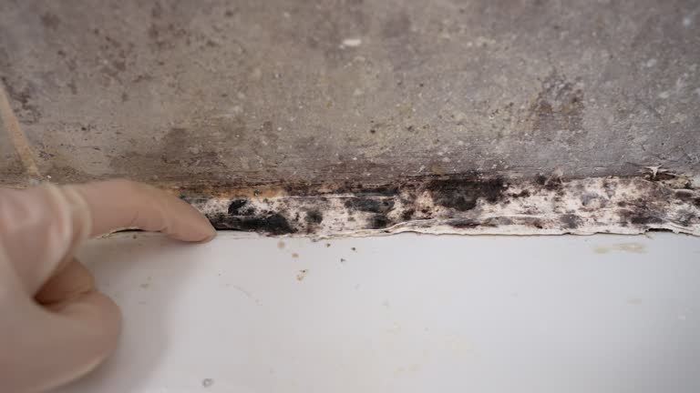Best Water Damage & Mold Remediation  in Pleasant Valley, WV